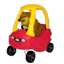 110325dogekidcar