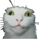 659384kitty