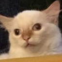 :98837dumbcat: