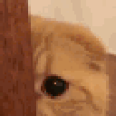 :136245sneakycat: