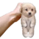 SP_puppyhold