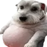 fat_chud_dog Discord emoji
