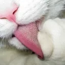 __