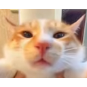 :kedi: