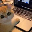GAMERCAT