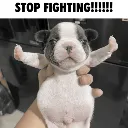 NOFIGHT