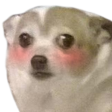 CAT_NekoKawaii custom emote from Kawaii World