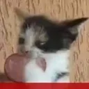 slomi slomi