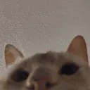 cat_stare