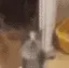 in_happycat