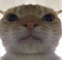 :KB_catto: