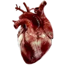 Red_bloody_heart