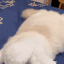 CatBunnyEars