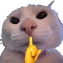catshh