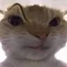 h_catsus