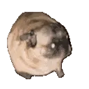 PugDance