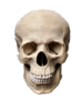 skull Discord sticker from The 1woners