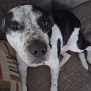 :dog: