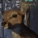 Deer character rhythmically bobbing its head up and down in a loop.