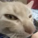 gatoCremini_ParadoxPaws