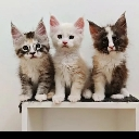 Kittens custom emote | Everyone's Server