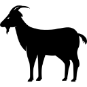 goated