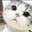 dl_cute_billa