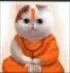 Billi_baba