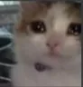 Sad_Billi