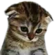 cat_sad