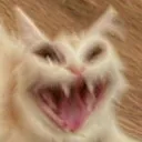 cat_shocked