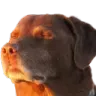 dogcooked