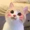cat_blush