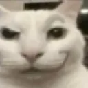 cat_shocking