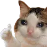 catOKcri