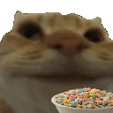 z_CatNomNom