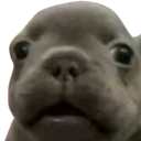pibble_scared