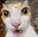 Ayowhat