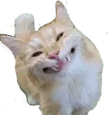 cat_smile_grin