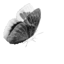 gothicbutterfly