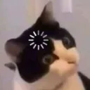 cat_loading_ggovercast