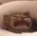 catcrying