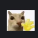 hicat
