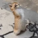 catmemeayeayecaptain
