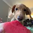 DOGGY