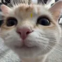 Myau