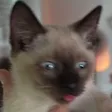 vertas2Derpmaki