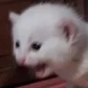 scream