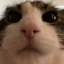 Gatocat_Catstare
