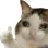 billi_ok